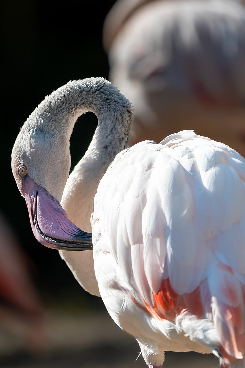 flamingo, nature, bird